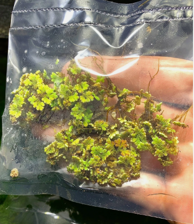 Azolla Filiculoides Fairy Moss Live Aquarium Floating Plant – Natural Oxygenating Aquatic Plant