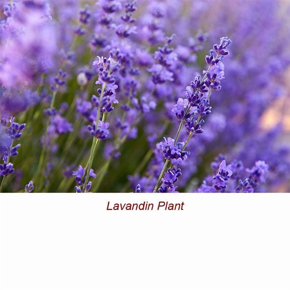 Lavandin Organic Essential Oil 15 ml (1/2 fl oz) - 100% Pure and Natural by Silky Scents