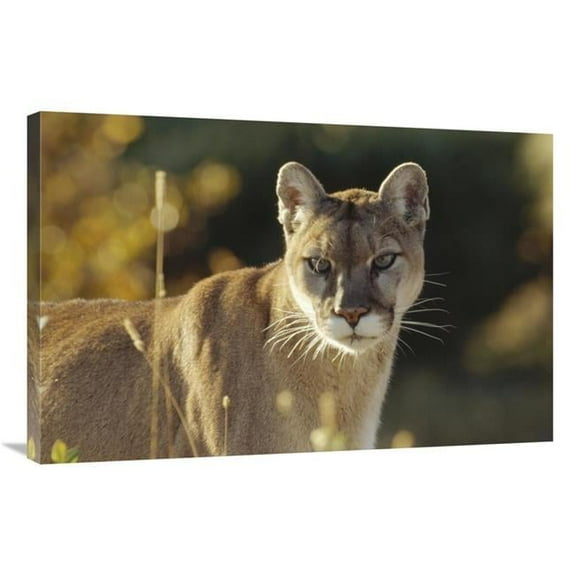 24 x 36 in. Mountain Lion or Cougar Adult Portrait, North America Art Print - Tim Fitzharris