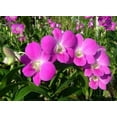 thumbnail image 4 of Live Purple Pink Dendrobium Orchid Plant 2" Pot 4 - 6" Tall No Bloom, 4 of 6