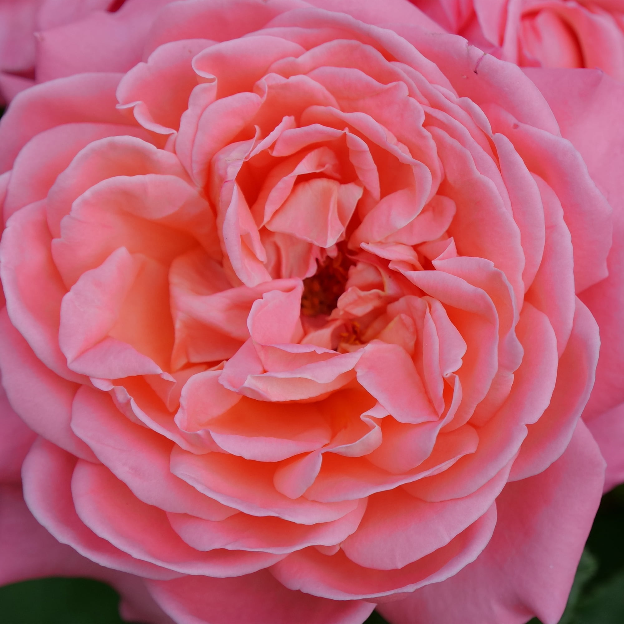 Proven Winners ColorChoice Reminiscent Coral Rose Live Shrub (2 Gallon)