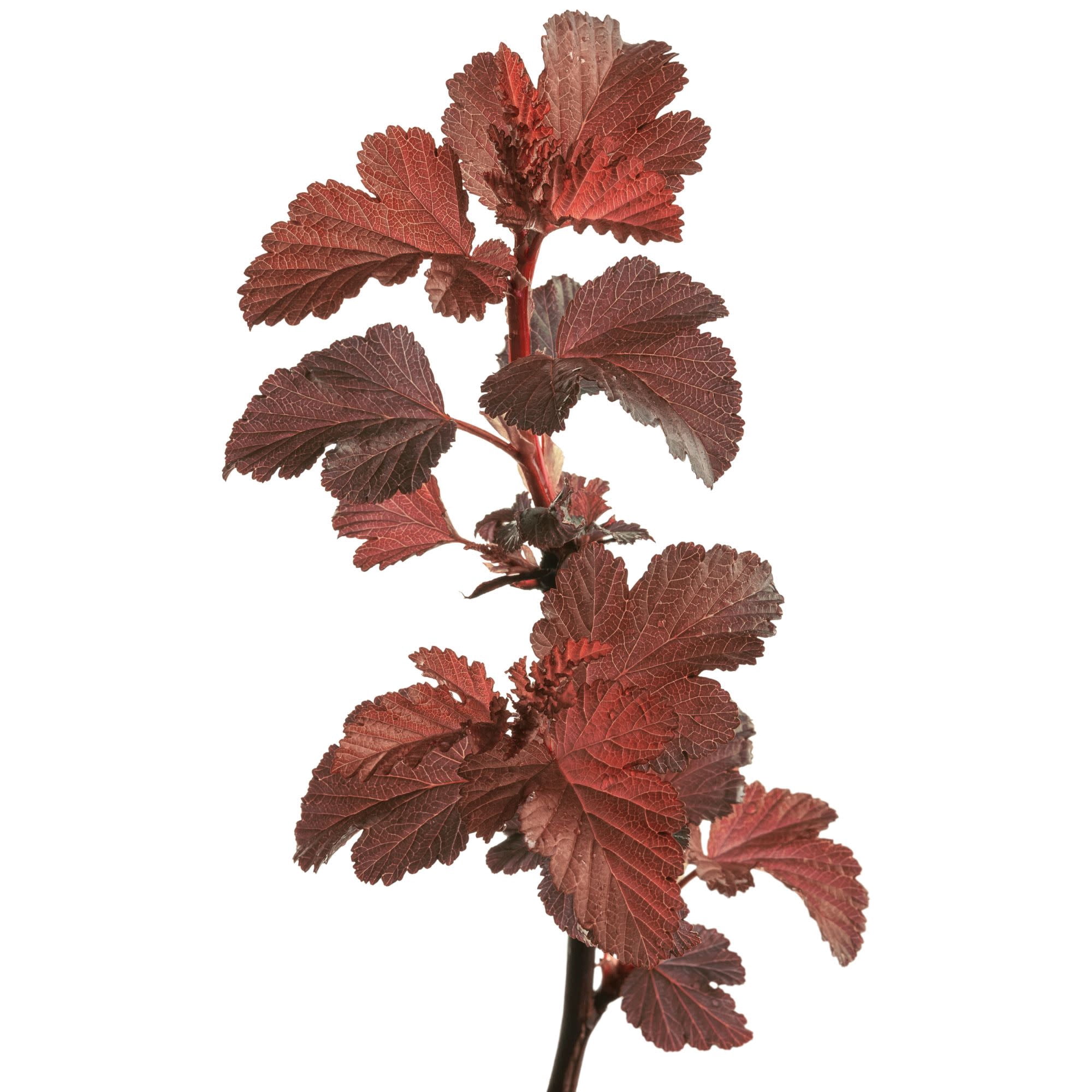 Proven Winners ColorChoice 5" White Ginger Wine Ninebark Live Plant in 4.5" Pot (4 Count)