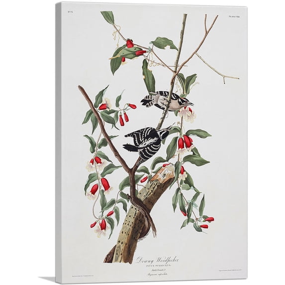 ARTCANVAS Downy Woodpecker Canvas Art Print by John James Audubon - Size: 18" x 12" (1.50" Deep)