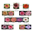thumbnail image 7 of Live Plant! "Wine Press" Exotic Tropical Hibiscus Live Plant in 4" pot, 7 of 7