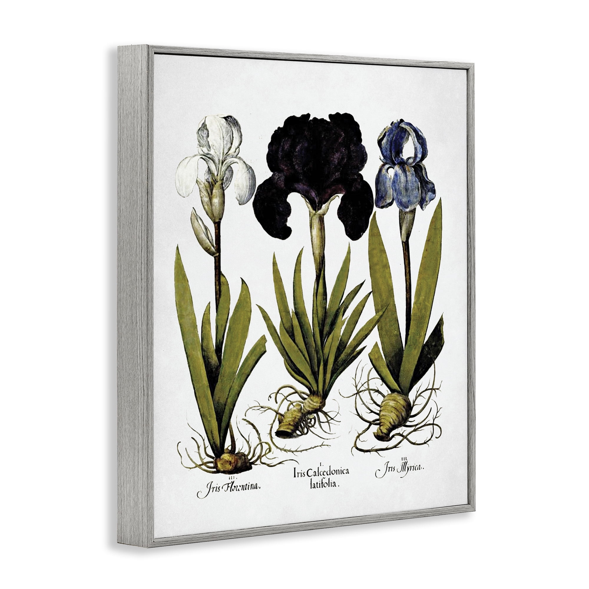 Stupell Industries Vintage Iris Flowers Botanical & Floral Painting Gray Framed Art Print Wall Art, 16 x 20