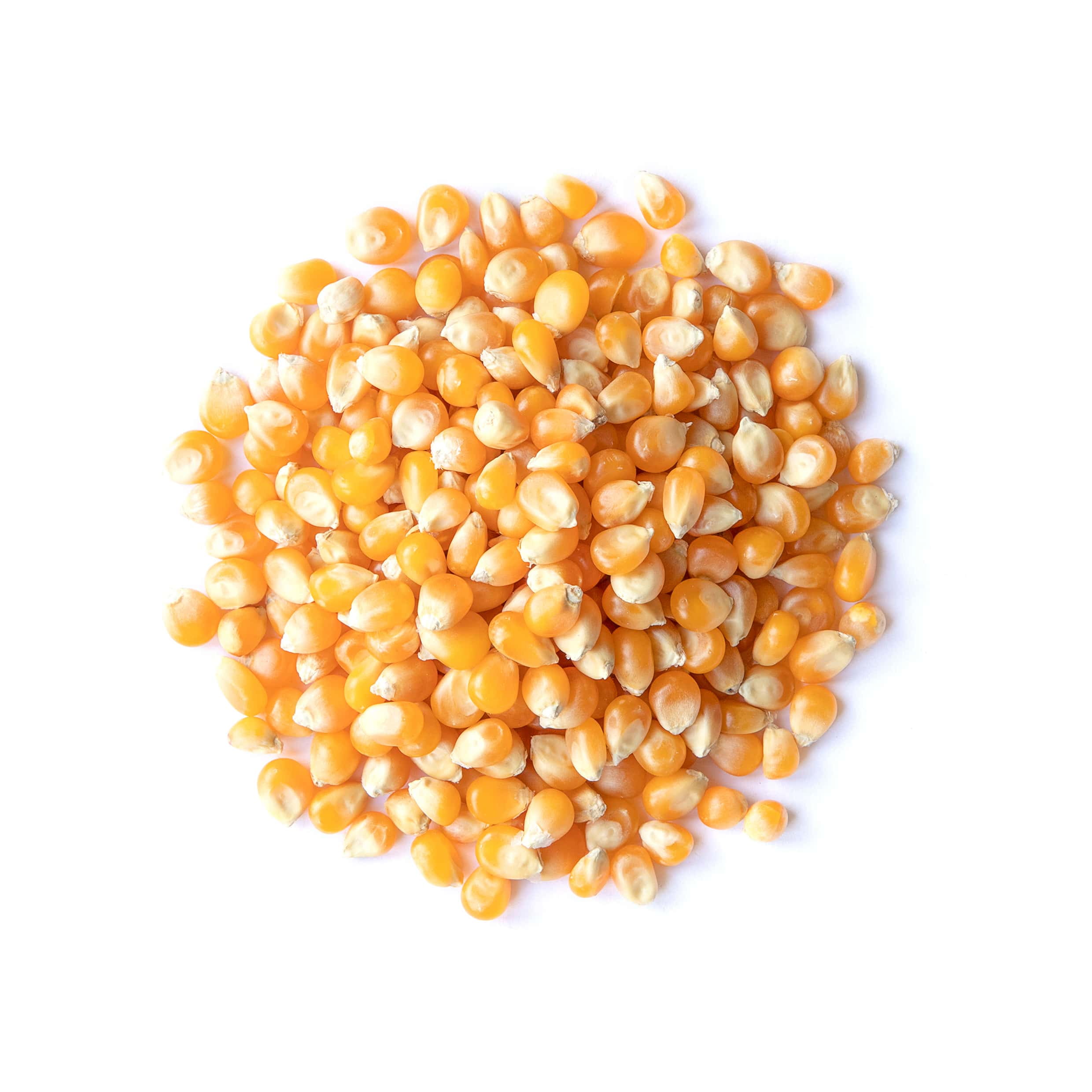 Organic Yellow Popcorn, 20 Pounds — Non-GMO, Vegan, Raw — by Food to Live