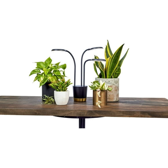 AeroGarden Trio Lumière pour Plantes d'Intérieur, Plantes Vivantes Partout à la Maison, Modes de Lumière Réglables, Noir
