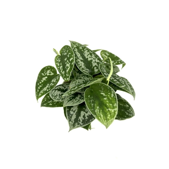 Silver Splash Silver Pothos Live Plants, Easy Air Purifying, Beginner Friendly