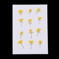 thumbnail image 4 of AMLESO 12 Pieces Dried Pressed Flowers Arrangements Specimens DIY Handmade Materials, 4 of 8