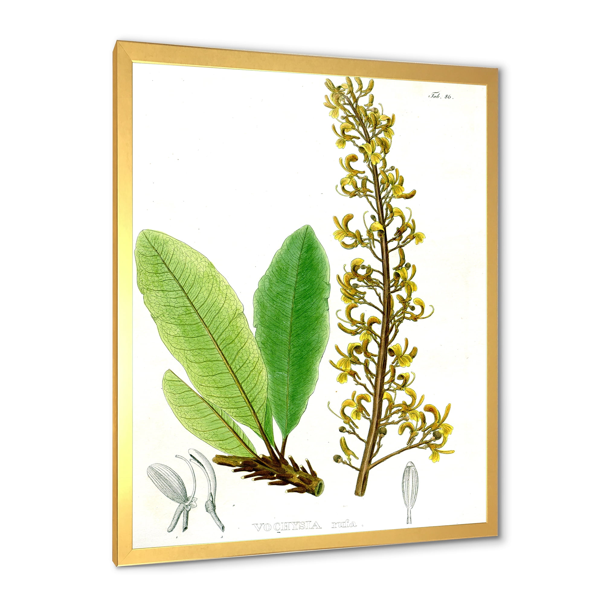 Designart 'Ancient Brazilian Plant IV' Traditional Framed Art Print