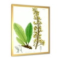 thumbnail image 2 of Designart 'Ancient Brazilian Plant IV' Traditional Framed Art Print, 2 of 4