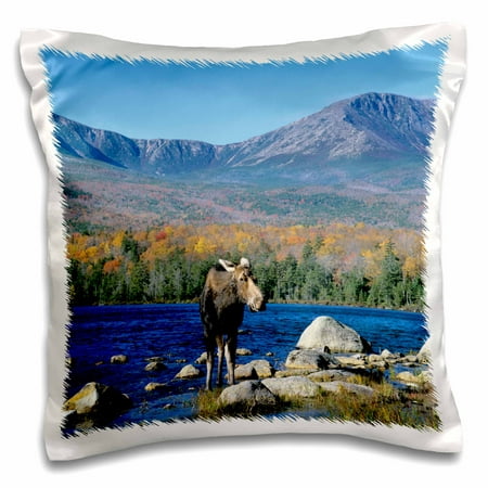 3dRose Cow moose wildlife, Mt. Katahdin, Baxter SP, Maine - US20 HGA0005 - Howie Garber - Pillow Case, 16 by