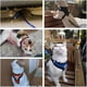 thumbnail image 4 of Arnés y correa para gatos, arnés a prueba de fugas para gatos, perros pequeños, correa transpirable para caminar para cachorros, accesorios para collares de gatos, 4 of 5