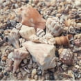 thumbnail image 3 of Mansfield, Kathy 20x20 Black Modern Framed Museum Art Print Titled - Shell Collection II, 3 of 5