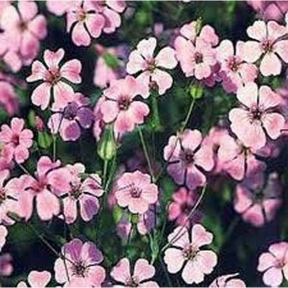 Saponaria Beauty Pink Nice Garden Flower 50 Seeds