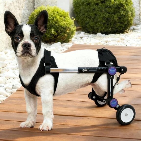LetPetRun Dog Wheelchair for Back Legs, XS Adjustable Lightweight Mobility Support Cart for Disabled Hind Legs, Stable Walking Aid for Small Dogs, Black