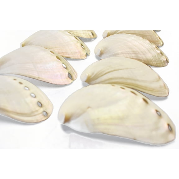 6 Extra Large Pearl Abalone Shells 3" and up Beach Wedding Seashells Crafts Nautical White