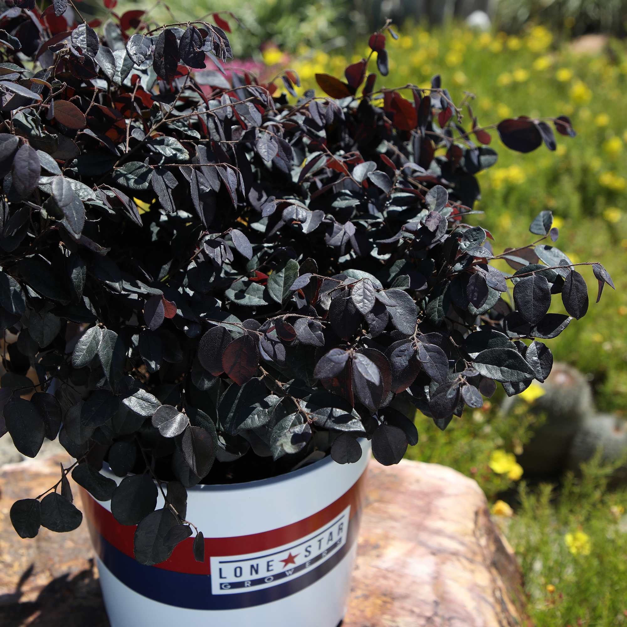 Lone Star Growers Dark Plum Loropetalum Cerise Charm Live Plants in Pot
