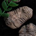 thumbnail image 3 of 1Pcs Flexicalymene Moroccan Trilobites Fossil 8-9cm Morocco, 3 of 5