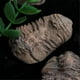 thumbnail image 3 of 1Pcs Flexicalymene Moroccan Trilobites Fossil 8-9cm Morocco, 3 of 5
