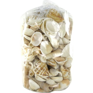 Sun & Fun Mixed Beach Sea Shells For Decoration Bag Of 50 Shells