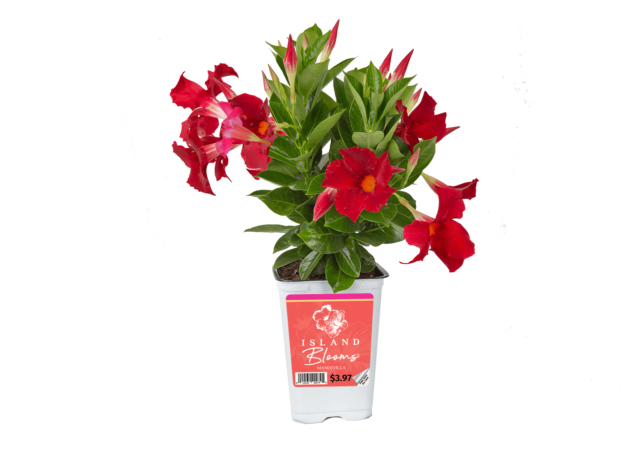 Island Blooms Live Indoor 14in. Tall Mandevilla Plant in 5in. Grower's