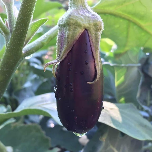 Long Purple Eggplant Garden Seeds - 1 Oz - Non-GMO, Heirloom, Organic Vegetable Gardening Seed - Solanum melongena