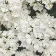 thumbnail image 2 of Proven Winners 4" Superbena Whiteout Verbena Live Plant in 4.25" Pot (4 Count), 2 of 9