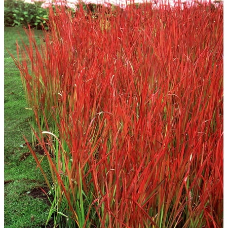 Japanese Plants Flowers - Japanese Blood Grass Plants - Imperata Red Baron - Gallon Pot