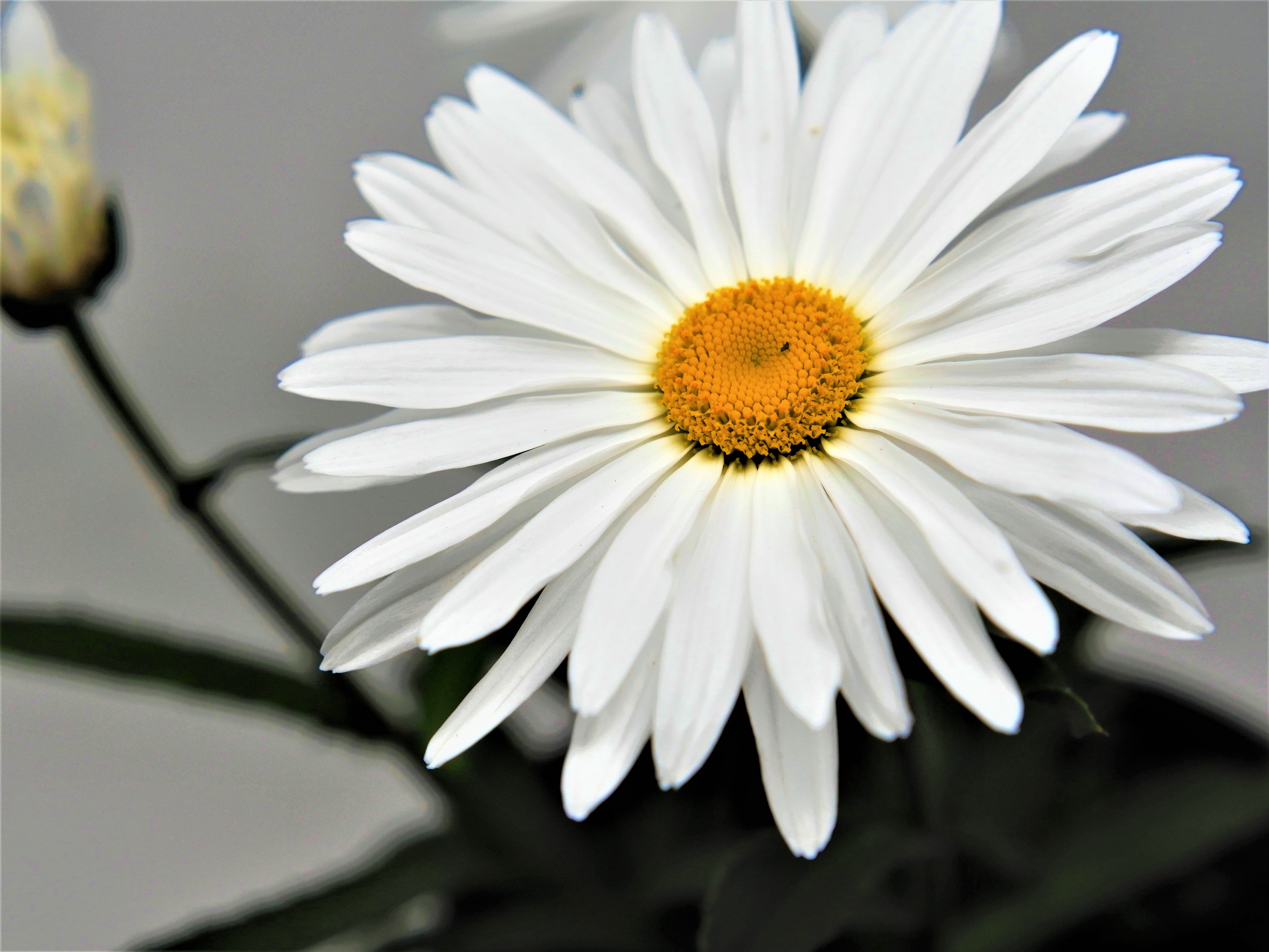 Expert Gardener Outdoor Live Plant Leucanthemum Shasta Daisy White 2.5QT, Full Sun