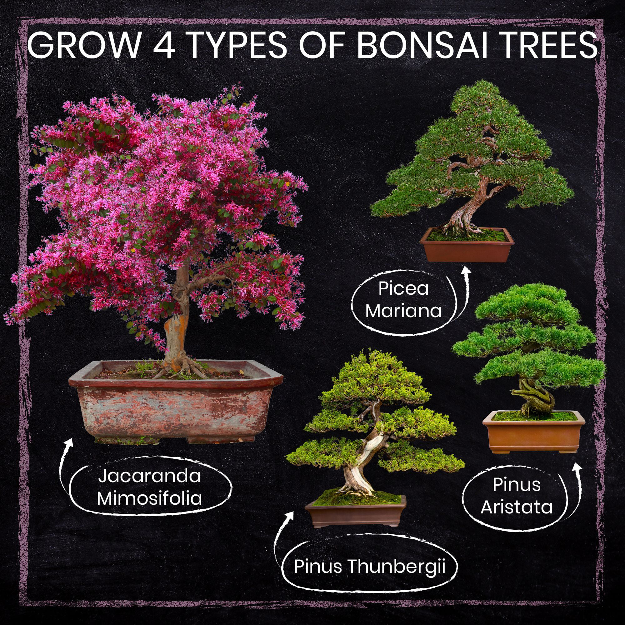 Nature S Blossom Bonsai Tree Grow Kit 4 Bonsai Trees To Grow From Seed Walmart Com