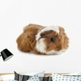 thumbnail image 1 of Young Guinea Pig Wall Mural by Wallmonkeys Peel and Stick Graphic (36 in W x 27 in H) WM237174, 1 of 4