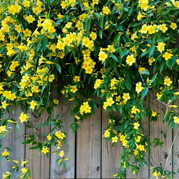 Brighter Blooms - Carolina Jasmine, 2 gal - No Shipping to AK, AZ, HI