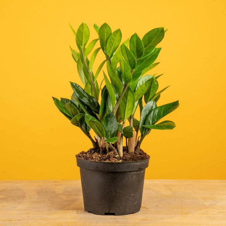 Costa Farms Live Indoor 12in. Croton Mammy, Grower Pot Costa Farms Live Indoor 12in. Croton Mammy, Grower Pot