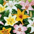 thumbnail image 3 of Van Zyverden Lily Asiatic Mix (Set of 3 Dormant Bulbs) Partial Sun, Multi-Color, Perennial, 3 of 8