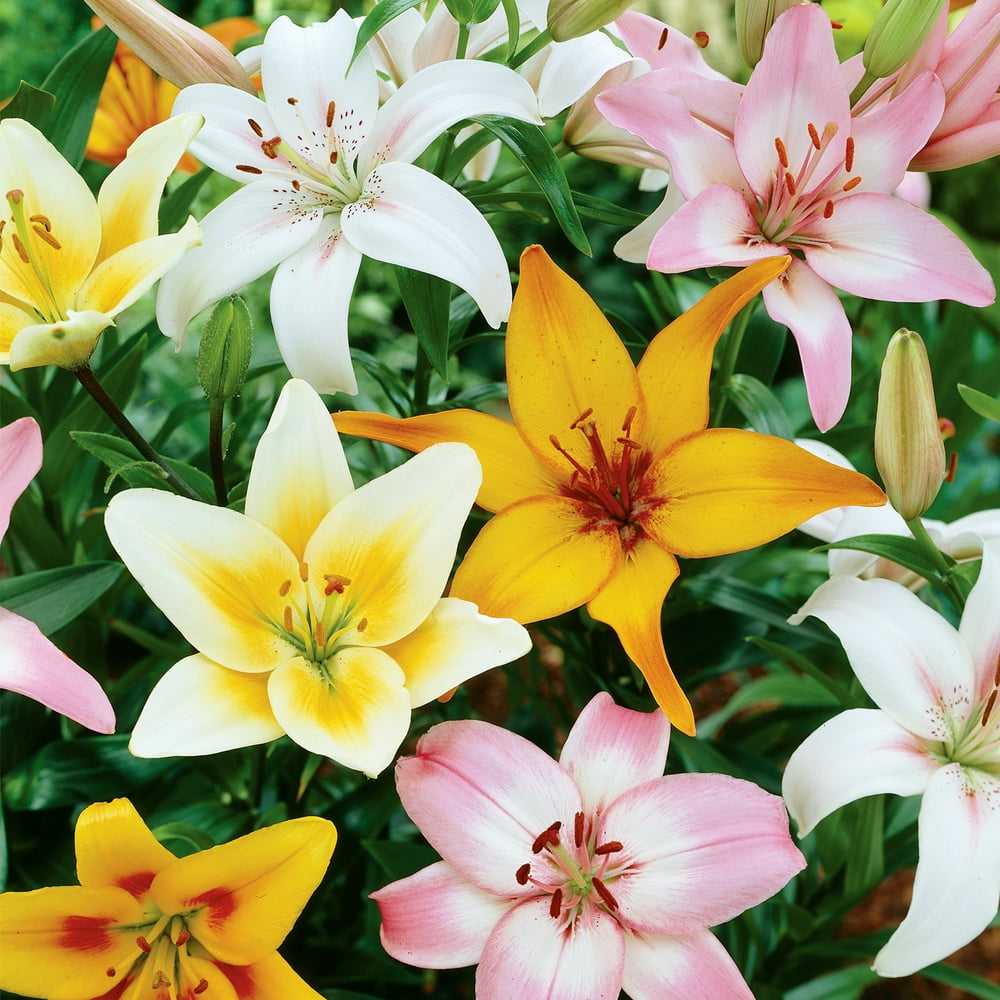 Van Zyverden Lily Asiatic Mix Dormant Bulb Partial Sun; 36hrs, Multi