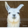thumbnail image 2 of CafePress - Llama Body Suit - Baby Light Bodysuit, Size Newborn - 24 Months, 2 of 4