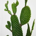 thumbnail image 4 of Nearly Natural 27" Plastic/Polyester Cactus Artificial Plant, Green, 4 of 4