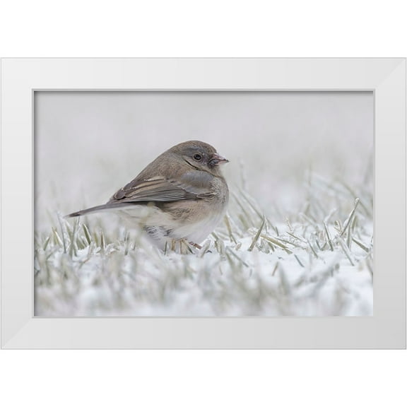 Jones, Adam 14x11 White Modern Wood Framed Museum Art Print Titled - Dark-eyed Junco on the ground in snow