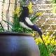 thumbnail image 3 of Pájaro de simulación de urraca, artesanías de pájaros artificiales, figuras de pájaros realistas para arte de jardín 21cm, 3 of 8