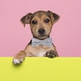 thumbnail image 3 of Corbata Huxley y Kent | | Accesorio para collar con corbata para mascotas United Pride, 3 of 5