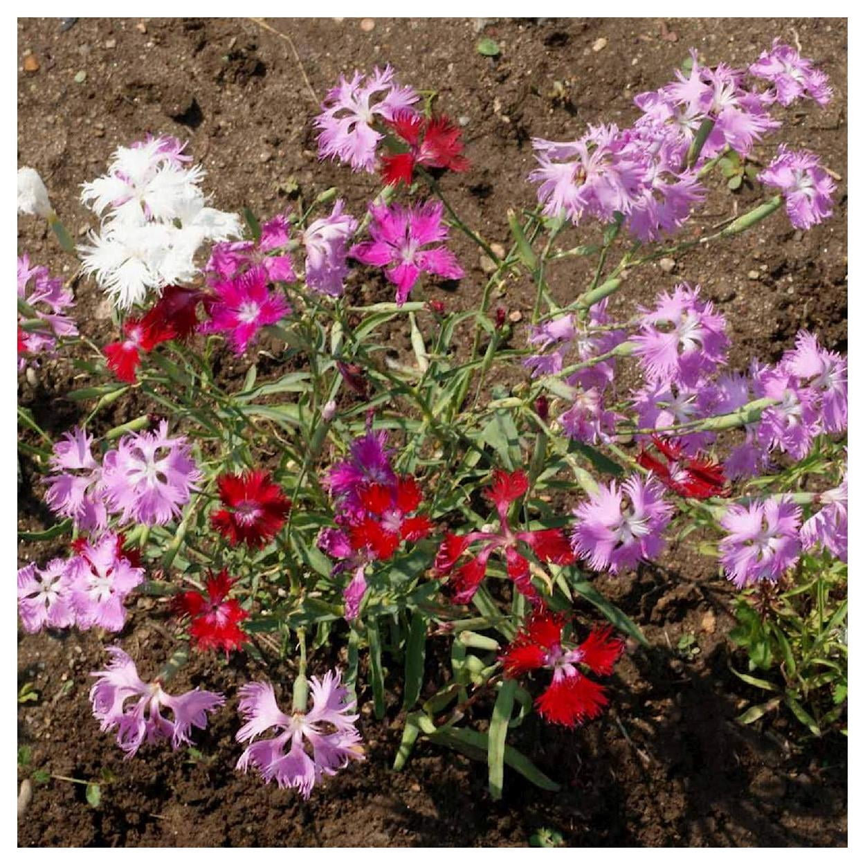 Everwilde Farms - 1 lb Fringed Pinks Garden Flower Seeds - Gold Vault Bulk Seed Packet