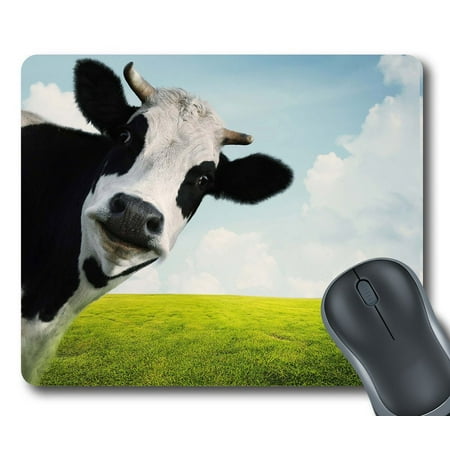 gckg milk cow meadow