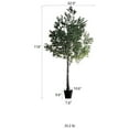 thumbnail image 6 of Extra Large Tall Olive Tree 118" Tall, 6 of 6