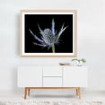 thumbnail image 5 of Sea Holly Eryngium - Photography Botanical Floral Nature Flowers Garden Abstract Minimalist Unframed Wall Art Print 24 x 30 inches, 5 of 6