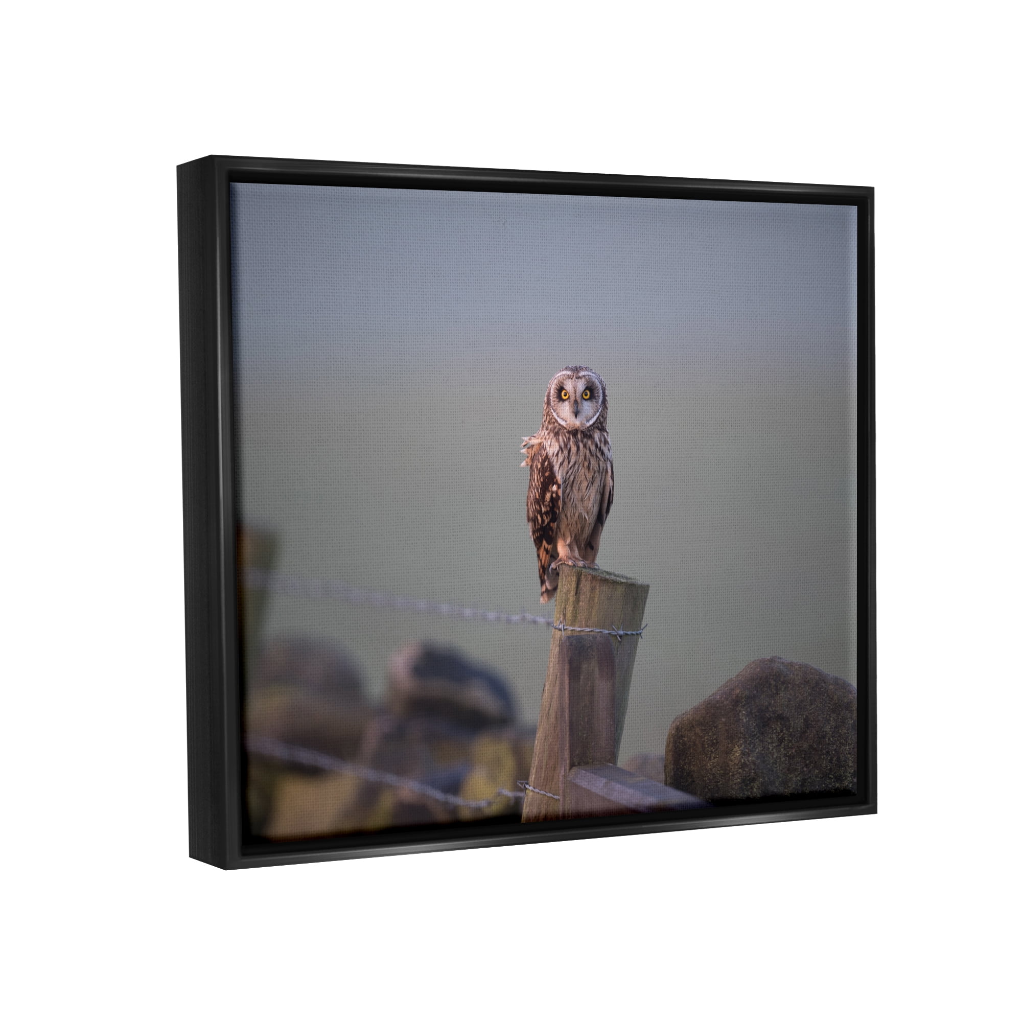 Stupell Industries Intensely Gazing Owl Perched Rural Fence Post Photograph Jet Black Floating Framed Canvas Print Wall Art, Design by James Dobson