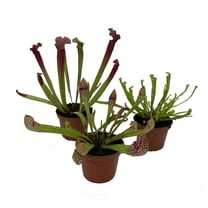 Carnivorous Pitcher Plants Assortment - Sarracenia - 3 Plants in 2" Pots