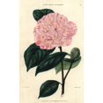 thumbnail image 2 of Pink And Yellow Flowered Camellia, Camelliaa Poster Print By ® Florilegius Mary Evans (24 X 36), 2 of 4