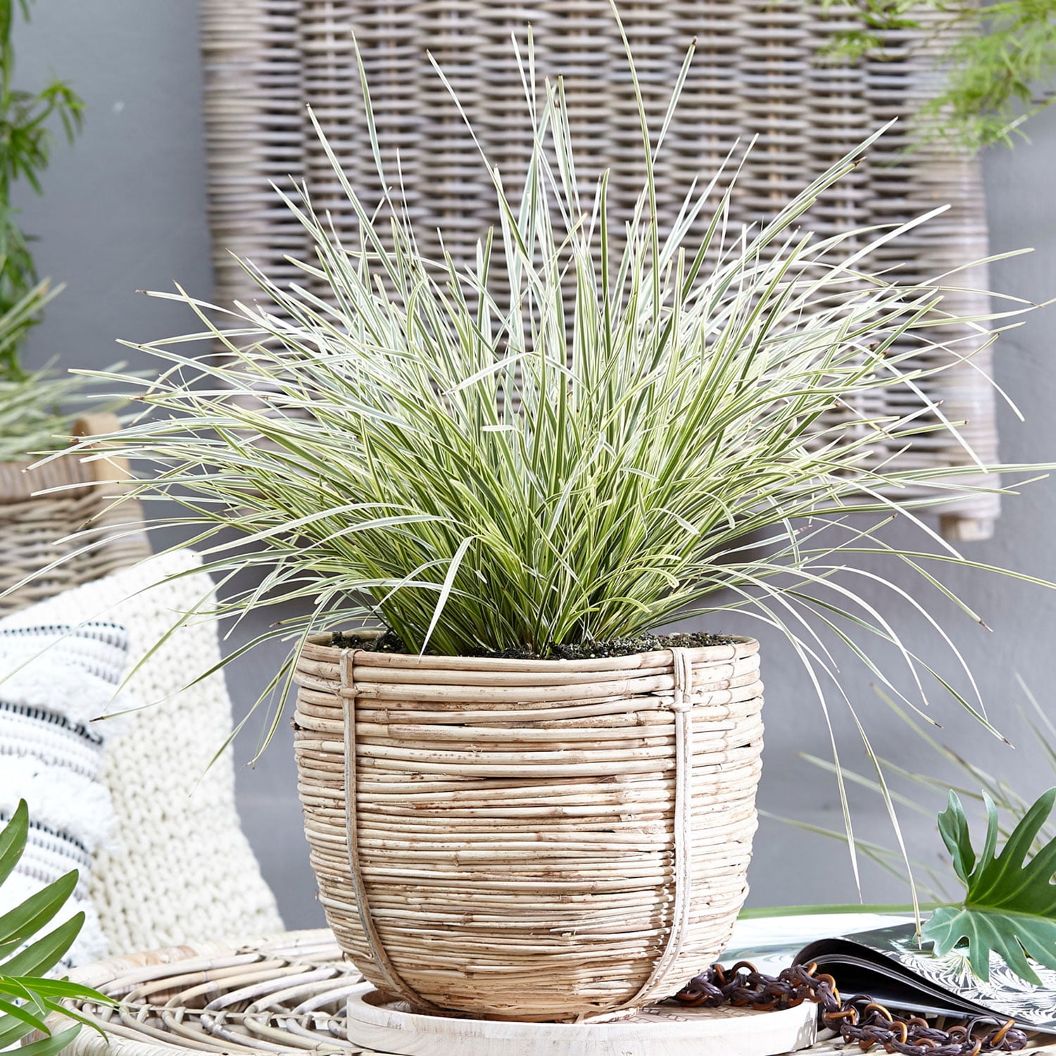 Southern Living Platinum Beauty Lomandra 'Mat Rush' Live Shrub in 2.5-Quart Grower Pot