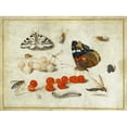 thumbnail image 2 of Jan van Kessel the Younger 24x19 Black Ornate Framed Double Matted Museum Art Print Titled: Butterfly, Caterpillar, Moth, Insects, and Currants (1650-1655), 2 of 5